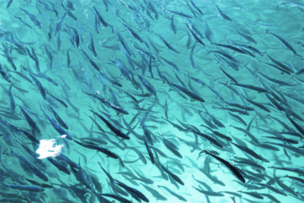 Article image for Rabobank: Hybrid flow-through systems could transform salmon farming