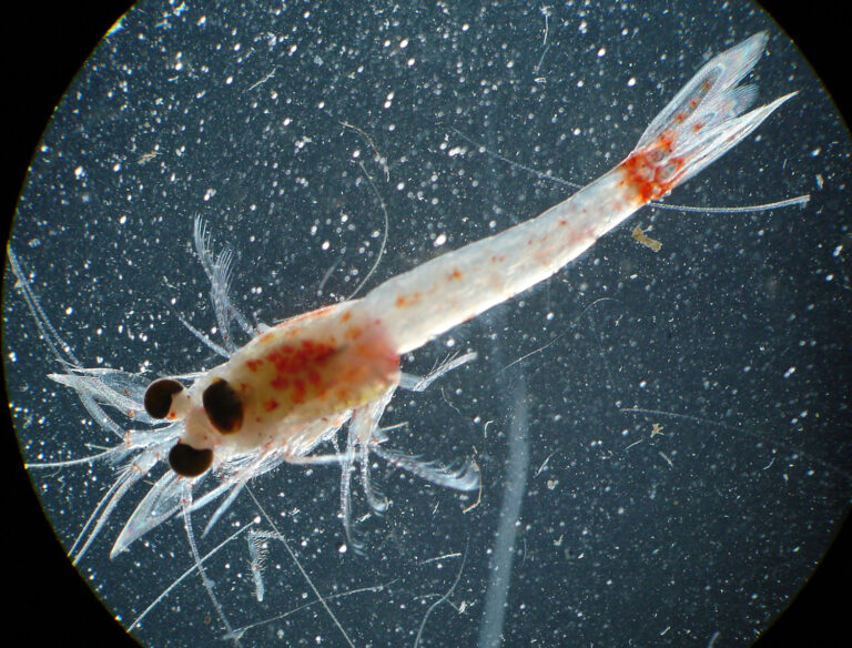 Article image for Efecto de harina de mísidos como reemplazo de la harina de pescado en la dieta de postlarvas de camarón blanco del Pacífico