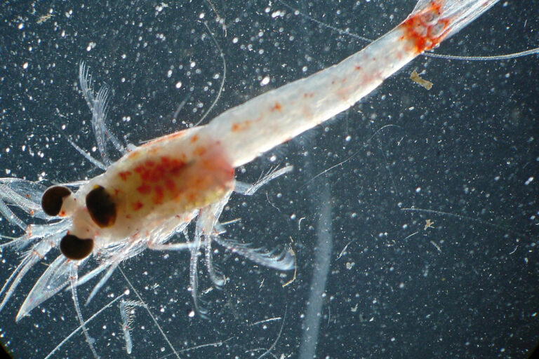 Article image for Effect of mysid meal as a dietary fishmeal replacement of Pacific white shrimp postlarvae diets