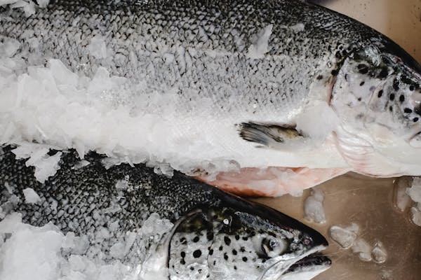 farmed salmon production