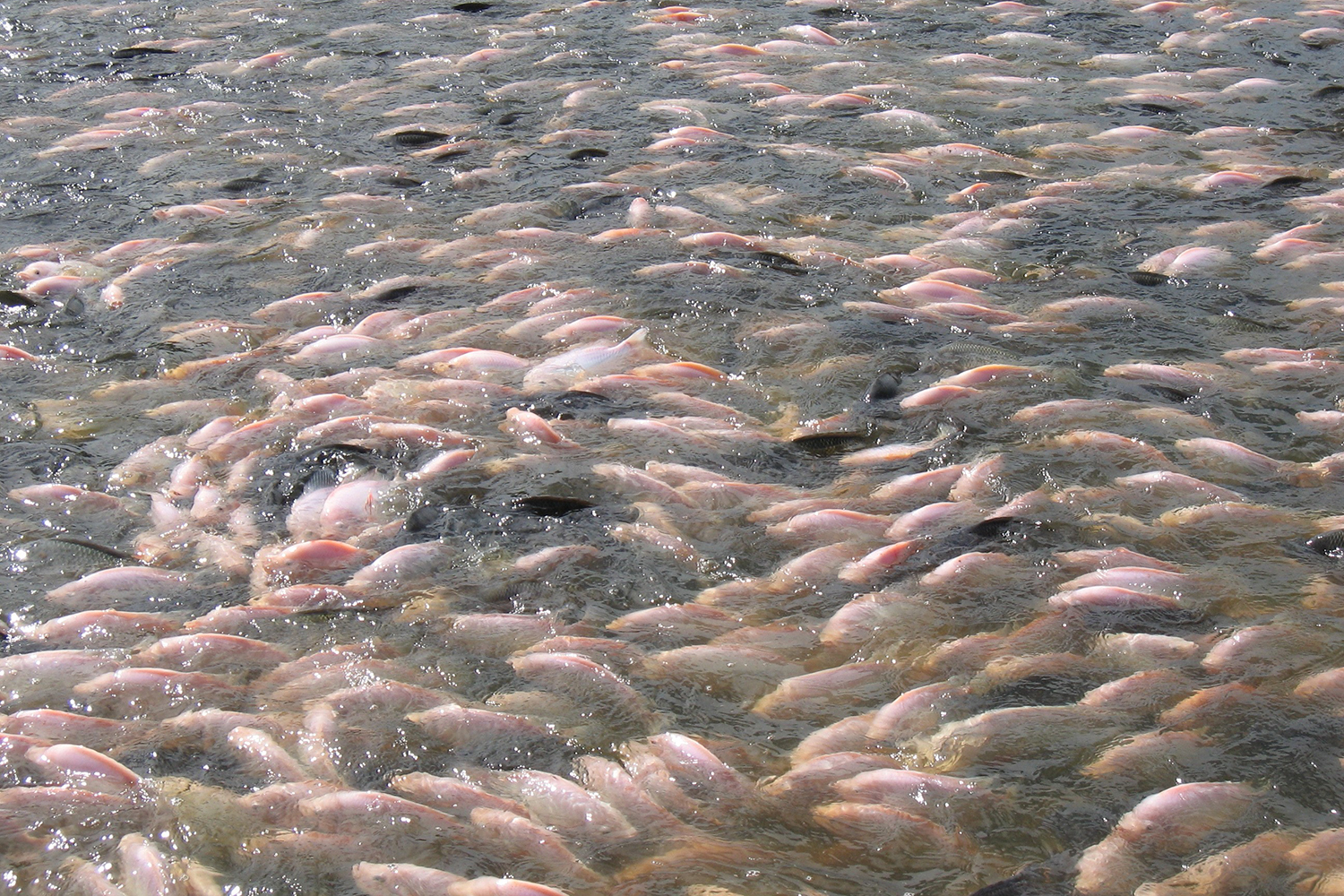 red tilapia