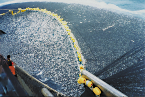 Study re-evaluates the wild fish required for global aquaculture feed