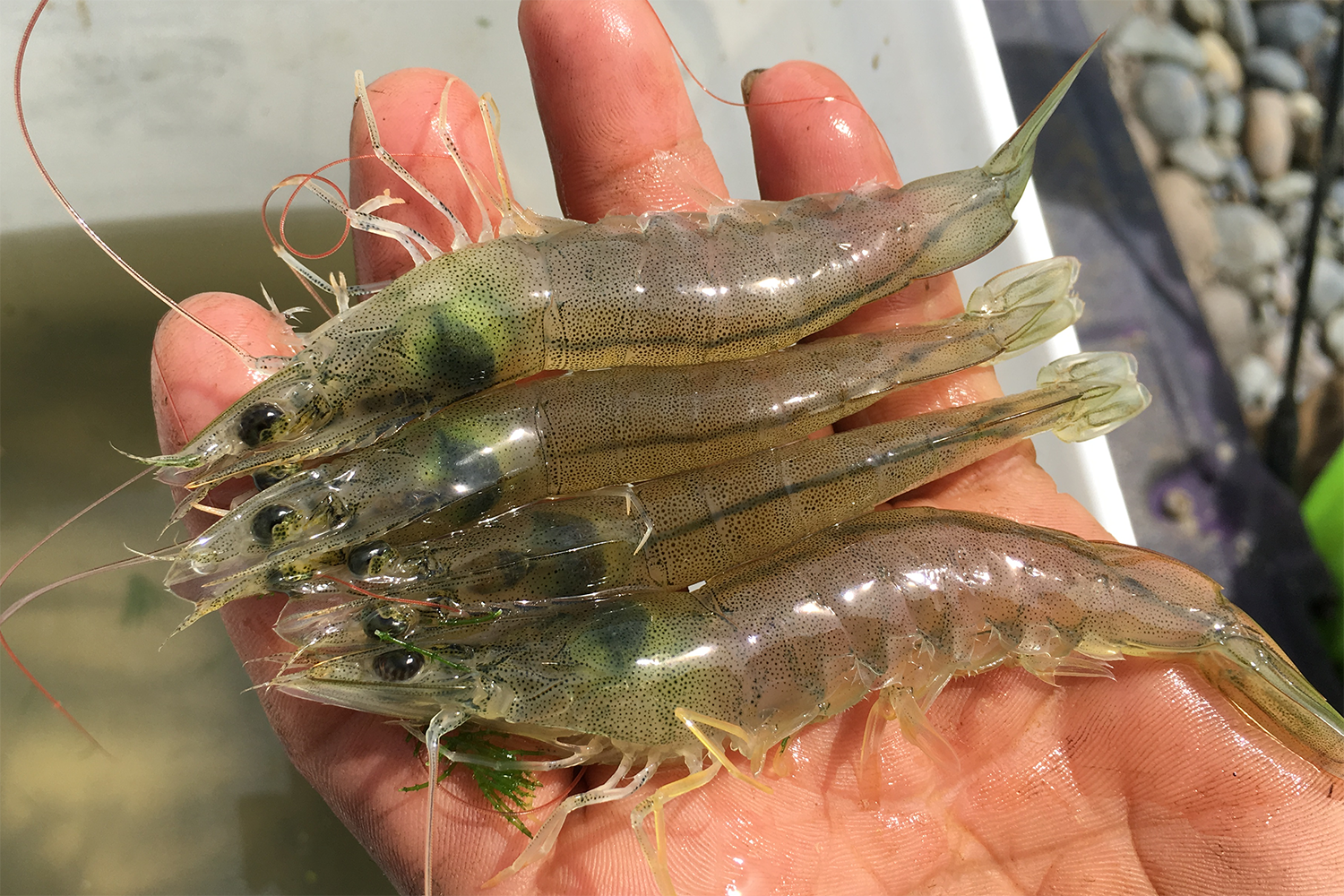 Pacific white shrimp