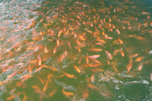 Prevention and control strategies for viral infections in farmed tilapia