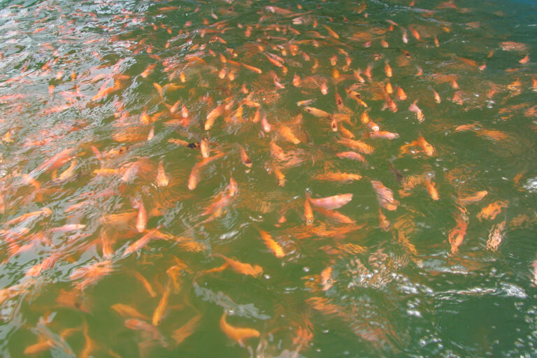 Article image for Prevention and control strategies for viral infections in farmed tilapia