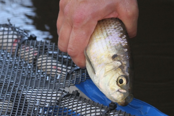 Article image for Acoustic telemetry used to track marine fisheries migrations