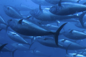 ISSF: Tuna fisheries improving, overfishing remains a challenge