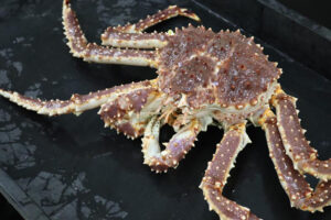 Genetic study of Alaska red king crabs suggests species is more diverse and resilient to climate change