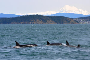 With Washington's net pen ban official, what's next for U.S. salmon farmers?