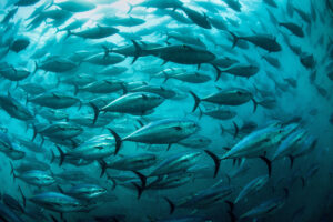 Recovery signs for Pacific bluefin tuna have fishers and farmers celebrating