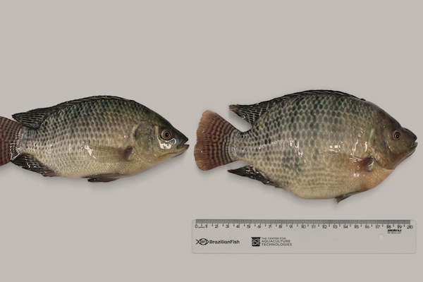 Article image for Brazilian Fish turns to genome editing technology to boost tilapia growth and sustainability